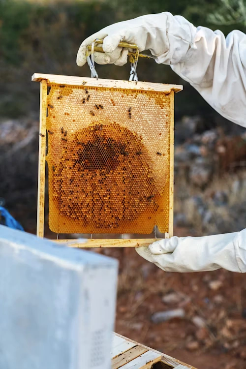 Abeilles au travail